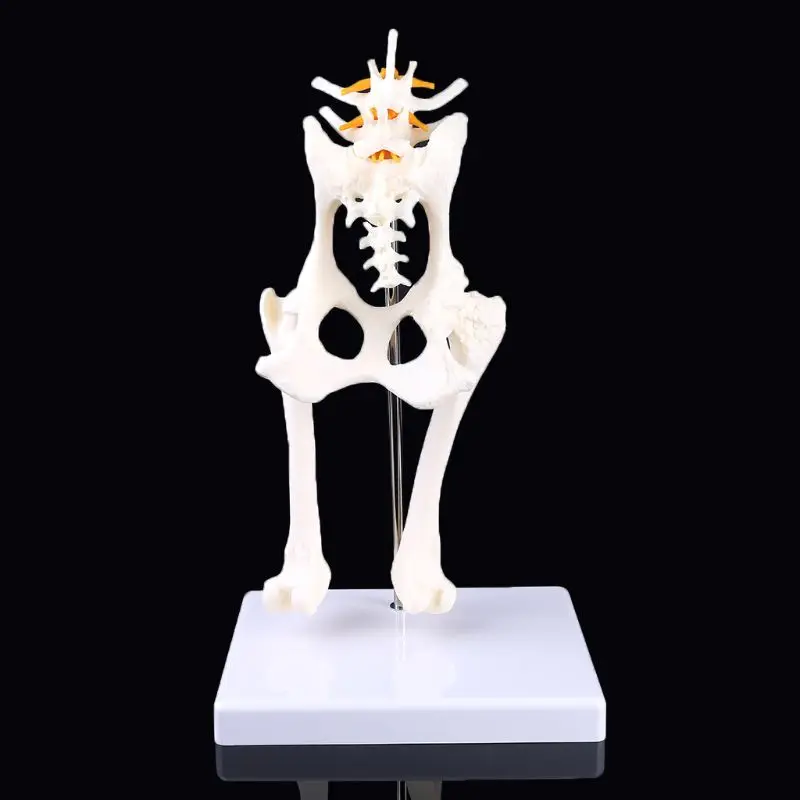 

Dog Canine Lumbar Hip Joint with Femur Model Teaching Anatomy Skeleton Display
