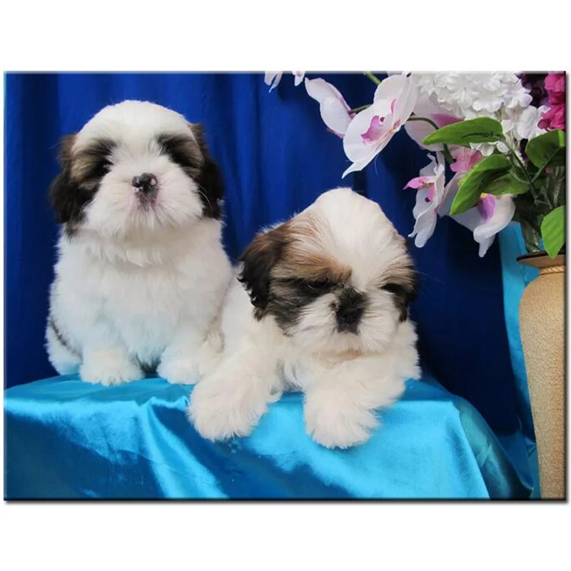 &quotShih Tzu&quot Новая Алмазная вышивка 2019 собака 5d Сделай Сам полностью квадратная