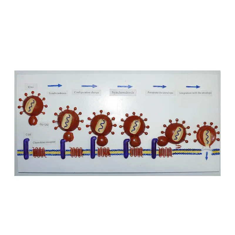 HIV Growth and Reproduction Model School Biology Teaching Model Medical Anatomical Models HIV Cell Anatomy HIV Model 45X22X3CM