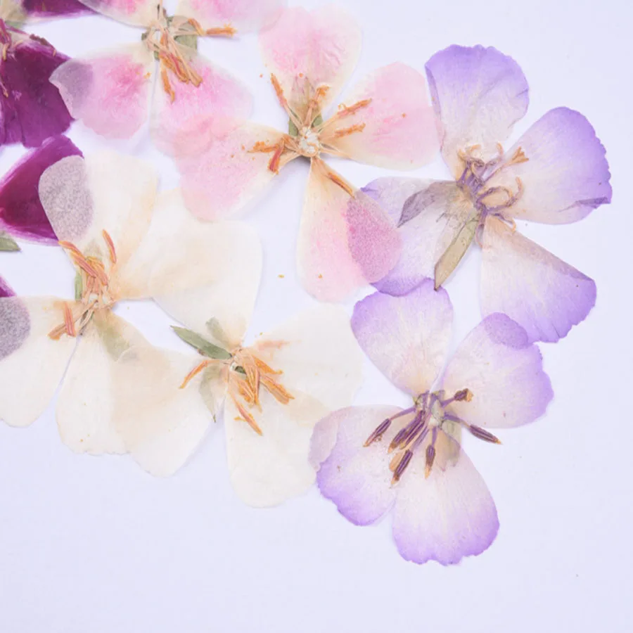 6pcs 4-5cm Pressed Dried Godetia Flowers Plants Herbarium For Jewelry Postcard Phone Case Photo Frame Bookmark Craft DIY | Дом и сад