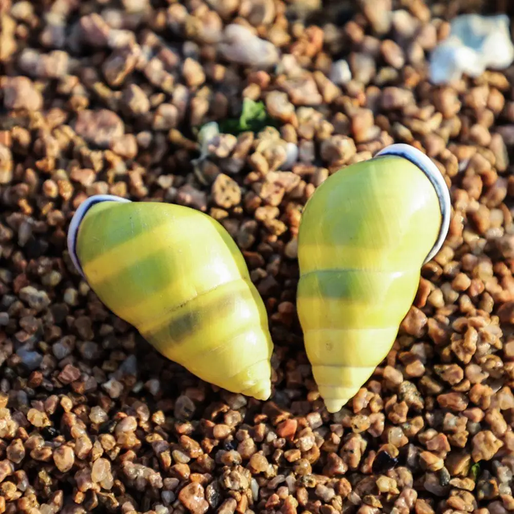 Snails Natural HLBK Conch Shells Small Fine Specimen Sea Left-handed Starfish Window Design Decoration | Дом и сад
