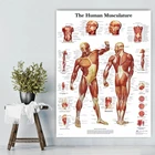Художественный плакат на холсте с изображением анатомии человека и мышц