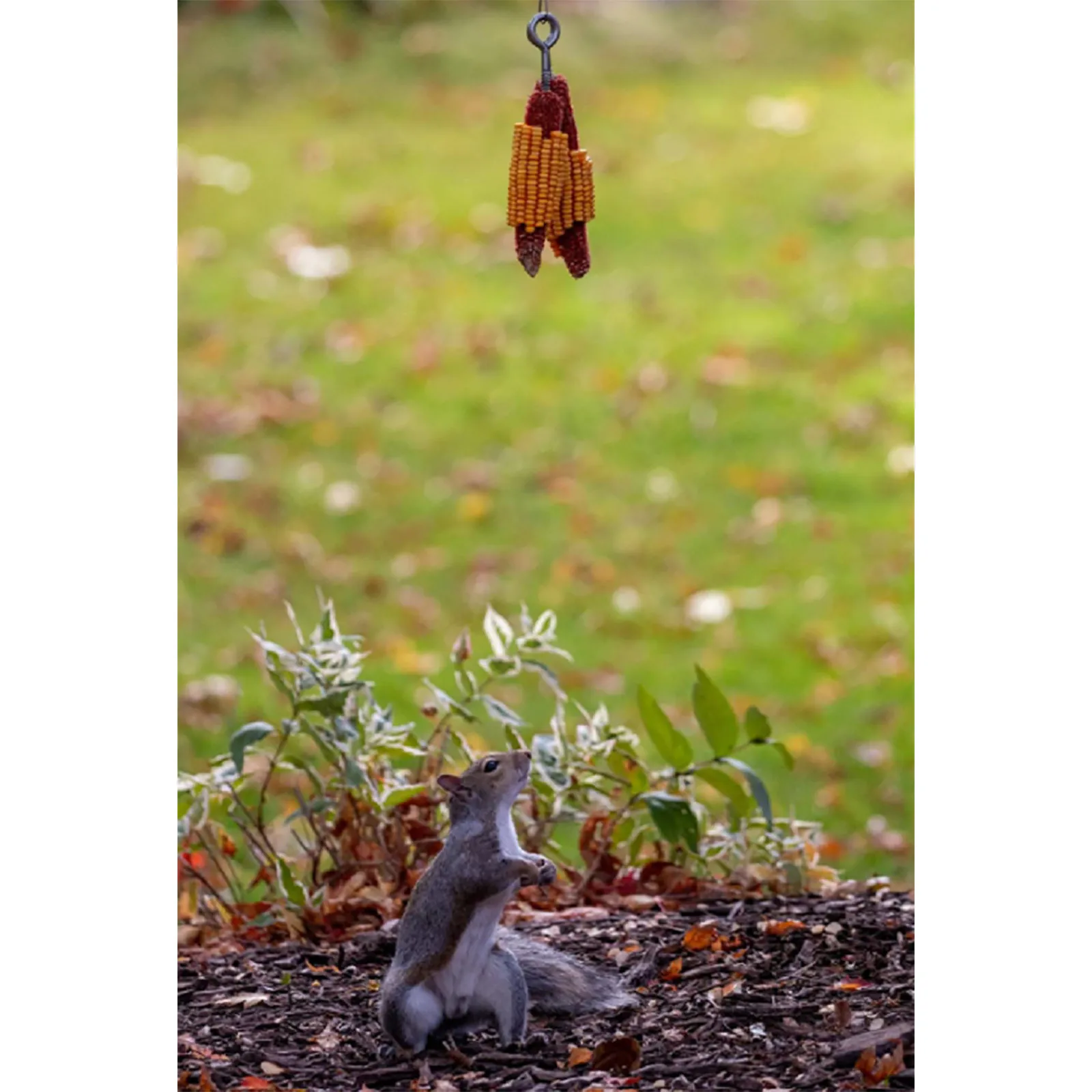 Забавная Кормушка Для белки кормушка для прыжков подходит дворов садовых