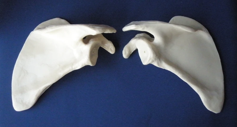 

1:1 Life Size Human Shoulder Blade Model Humans Skeleton Body Joint Model Human Medicine Science Teaching Model Medical Supplies