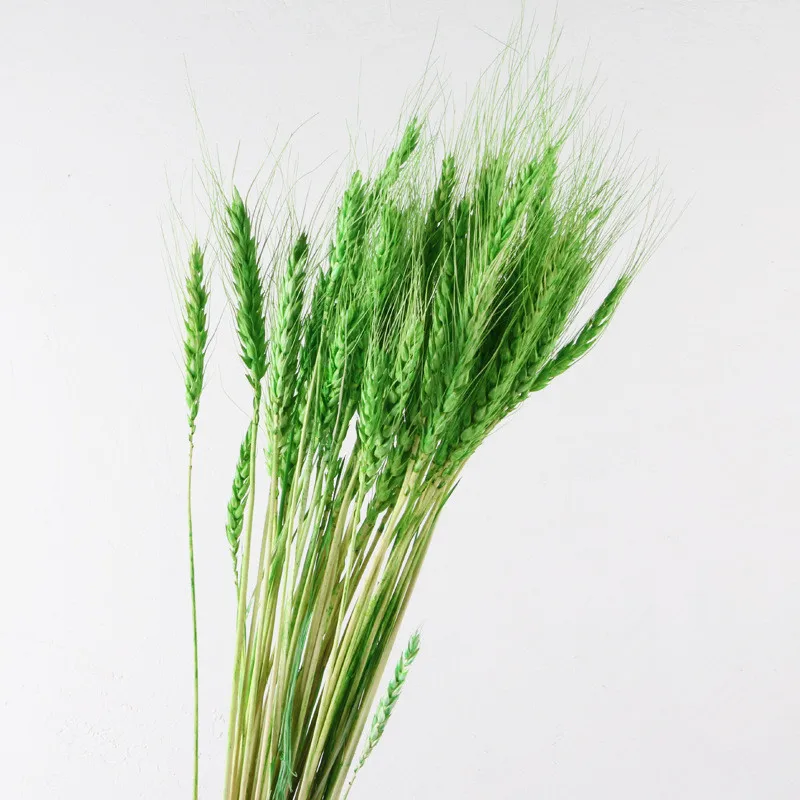 50 шт./лот натуральный цветок пшеничных ушей Натуральные сушеные цветы для
