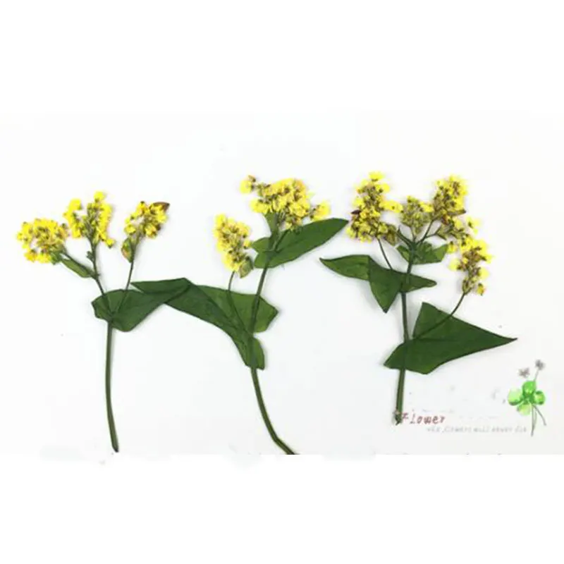 8 шт. реальные фотоцветы цветочные растения цветная трава для сделай сам