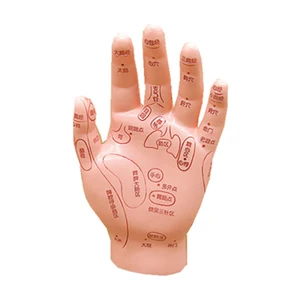 1 шт., Ультрапрозрачная модель для массажа рук, 15 см