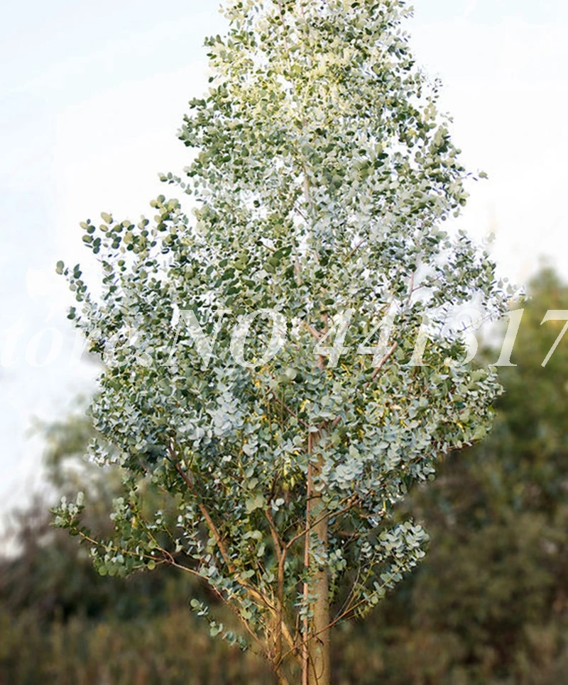 Рождественские елки искусственные (Гавайские эвкалипта 100 шт)|Деревья| |