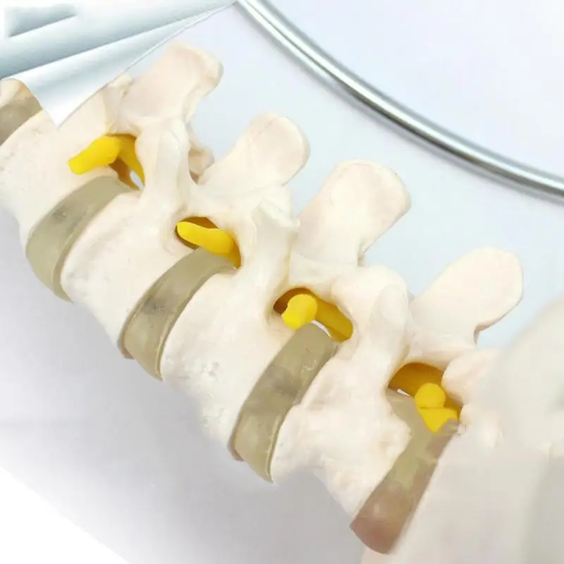 

45cm Human Spine Model Human Spine Model Cervical Spine and Thoracic Lumbar Spine Spine Pelvis Model Caudal with Teaching S E8M0