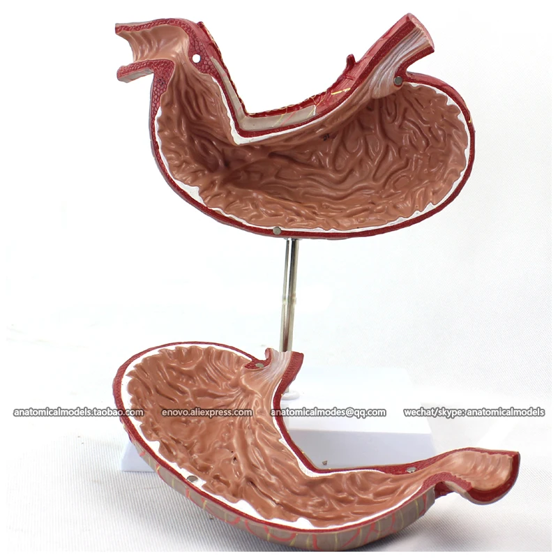 12535 / Human Stomach Anatomical Model on Stand 2 parts Medical Science Educational Teaching Models |