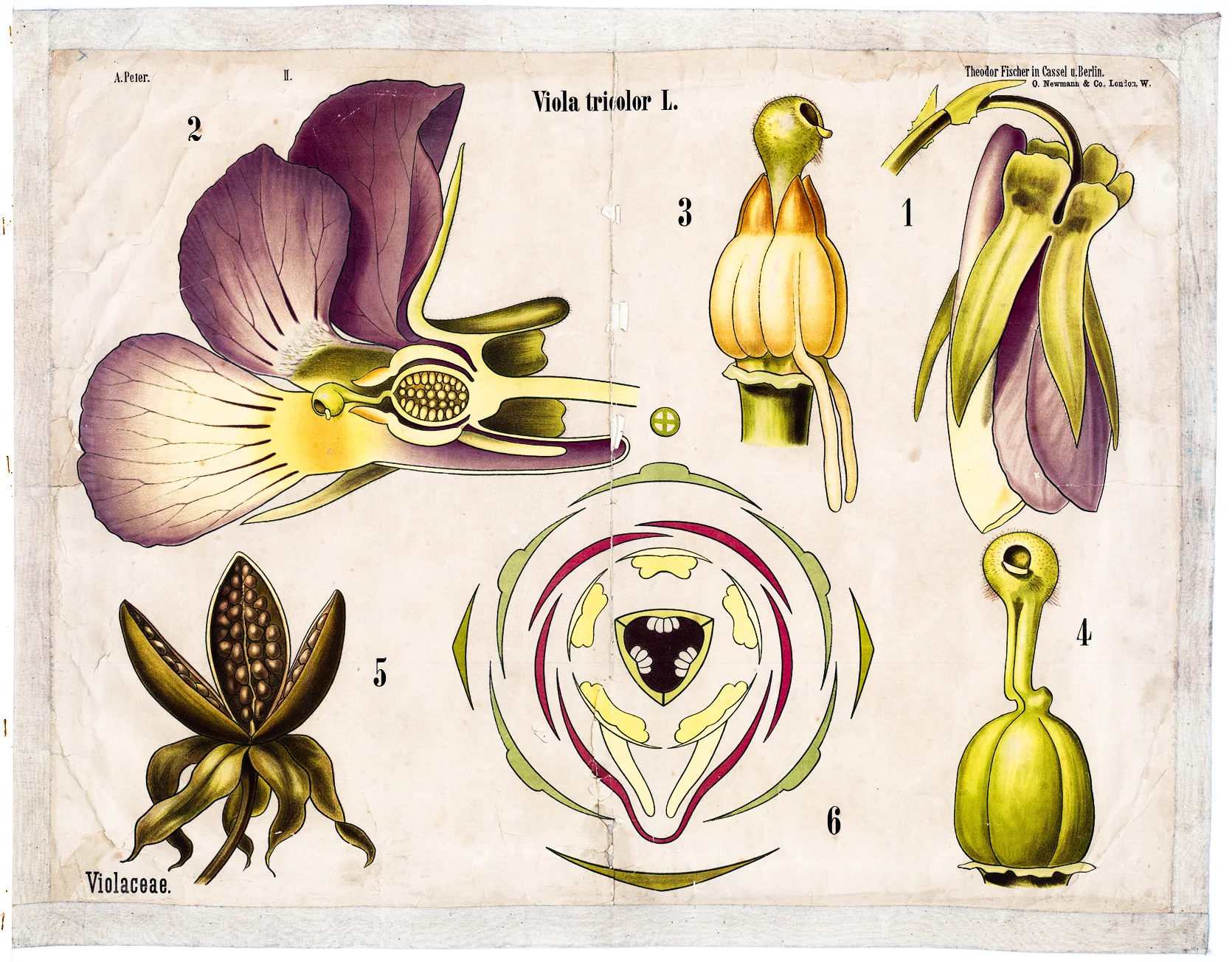 Растительная Анатомия диаграммы Aspidium filix Sporangia классические холщовые картины