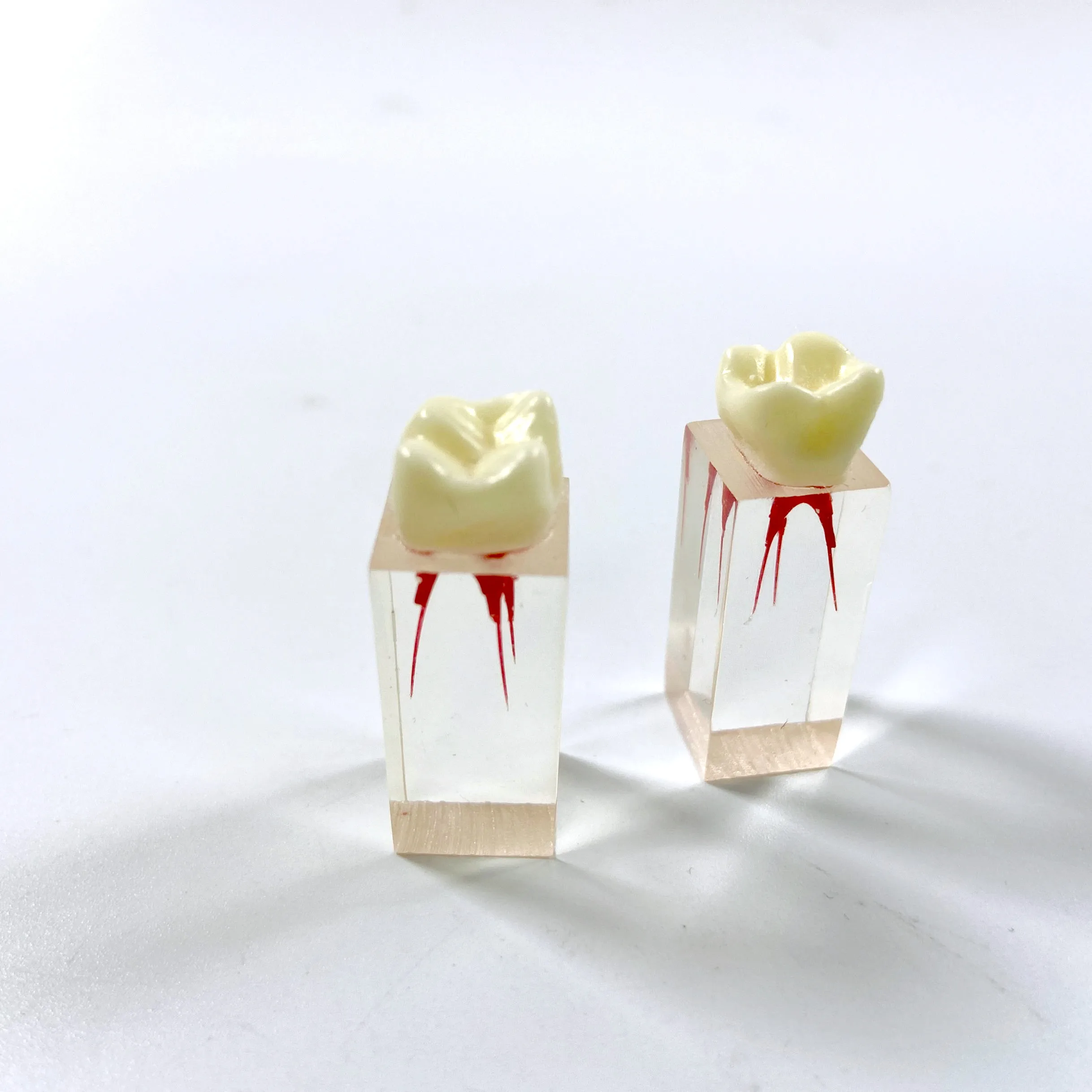 

Dental Model Endo Training Block Root Canals Dental Root Canal Practice Model for Practice Rooting and filling