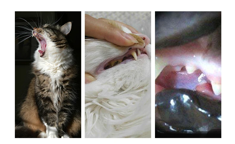 

Pet Toothbrush 360 Degree Round Cat Brush Addition Bad Breath Tartar Teeth Care Dog Cat Cleaning Mouth Dog Cat Cleaning Supplies