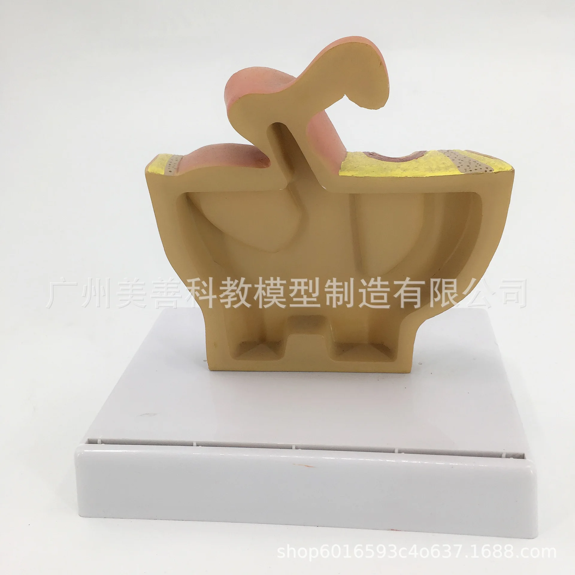 

1:2 Life-sized Female Male Pelvic Sagittal Section Testis Prostate Bladder Rectum Urinary System Model
