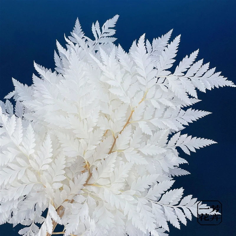 Козий зуб лист папоротник консервированные цветы папоротники домашний декор