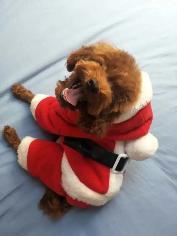 Мягкая зимняя теплая одежда для собак на Рождество толстовки маленьких кошек