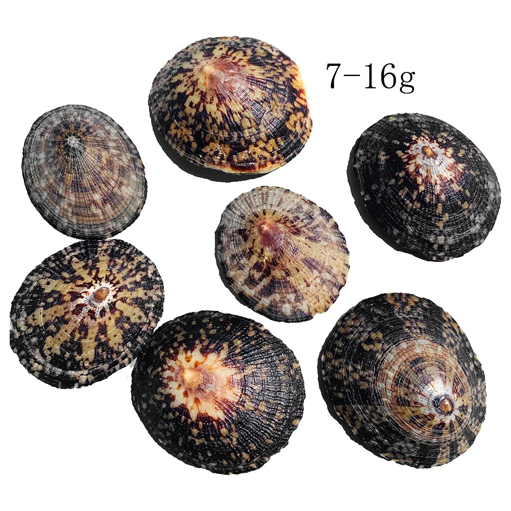 

2PCS Natural Limpet Snail Shell Conch Coastal Home Decor Specimen Craft Shells for Jewelry Making Beach Wedding Decorations