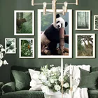 Постер в скандинавском стиле с изображением джунглей дикого жирафа панды оленя медведя тропических листьев