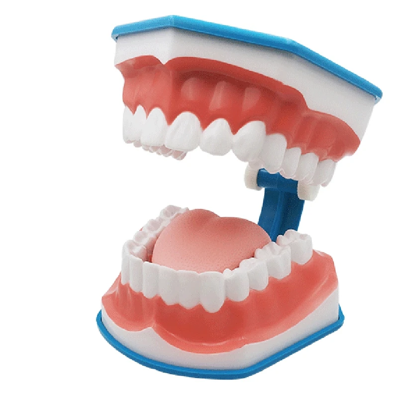 1 шт. модель для чистки зубов с языком и челюстью | Красота здоровье