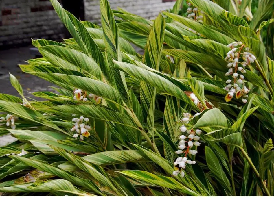 Полный квадрат Алмазная картина трава цветок вышивка мозаика стежок алмаз dotz