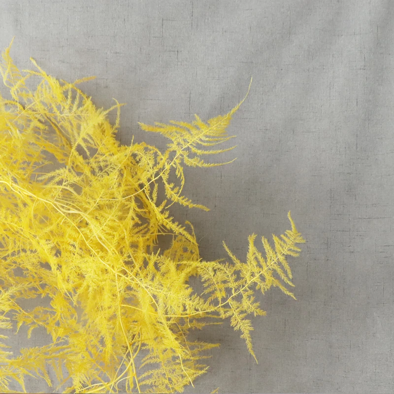 Консервированные спаржа Setaceus 2-3 шт. высушенных настоящих вьющееся растение YunZhu