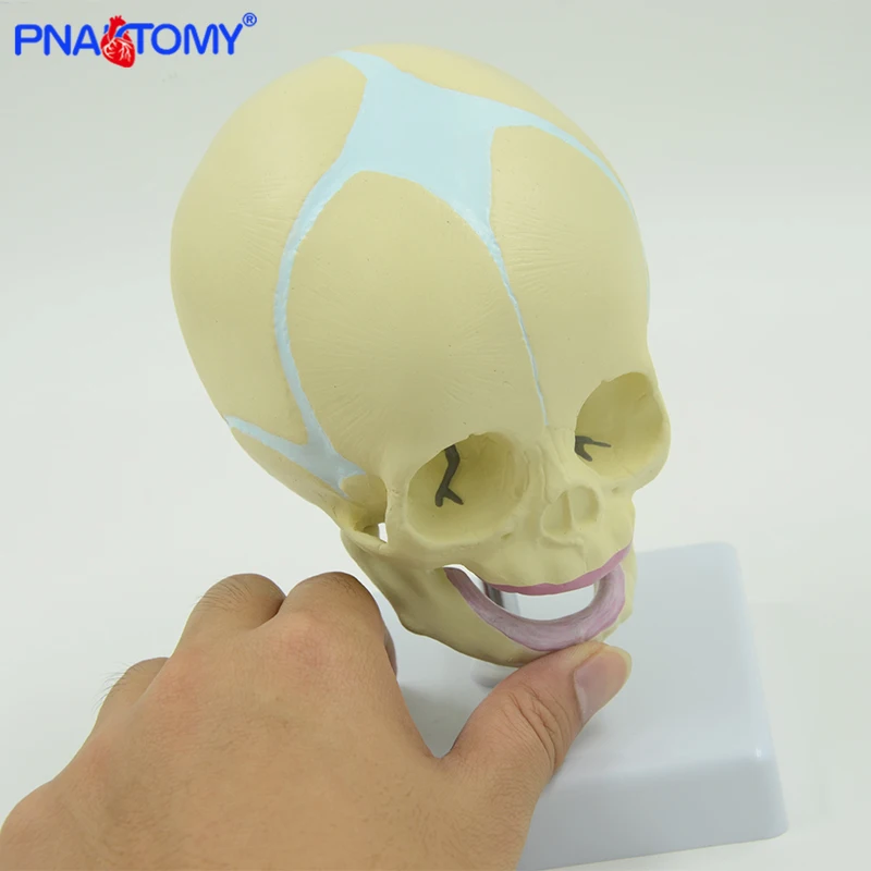 

Life Size Fetal Skull Model Baby Head Child Skull Anatomy Fetus Skeleton Movable Jaw Medical Teaching Tool Anatomical Model