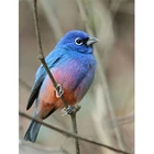 100% квадратные алмазы из смолы, 5D Diy алмазная живопись, синие птицы, животные, мозаика, картины, алмазная вышивка, распродажа, наклейки на стену