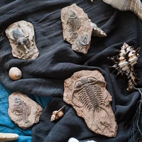 prehistoric fossil series refrigerators with fish bone beetles and marine life art decorative ornaments home decoration