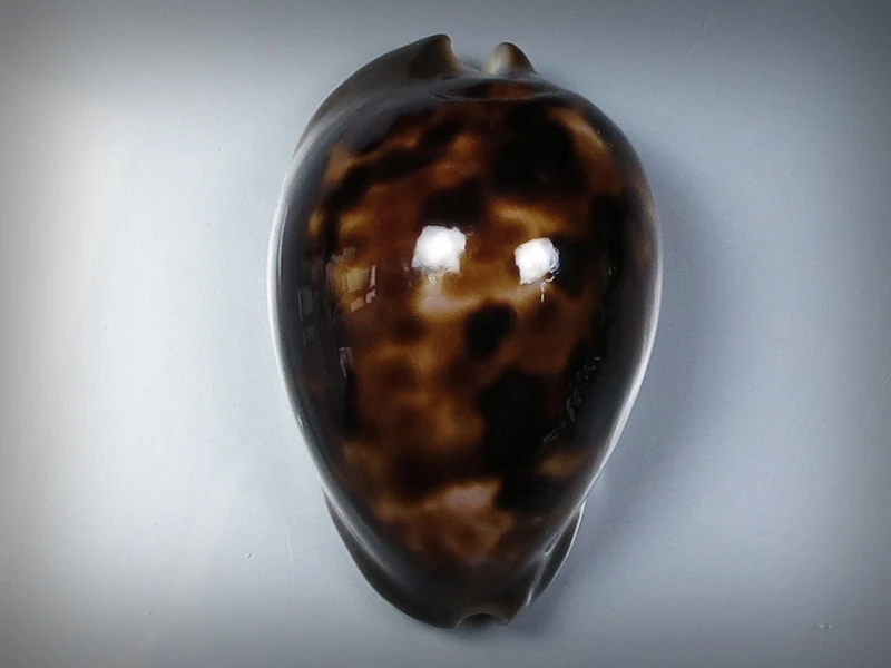 

Zoila venusta episema f.sorrentensis