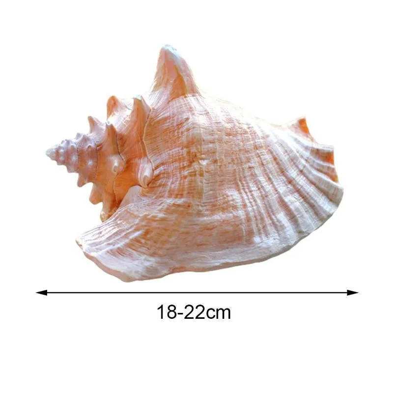 

Oversized Natural Conch Shell 18-22cm natural shell Home Ornaments Imperial Decoration Conch Office W2Y3