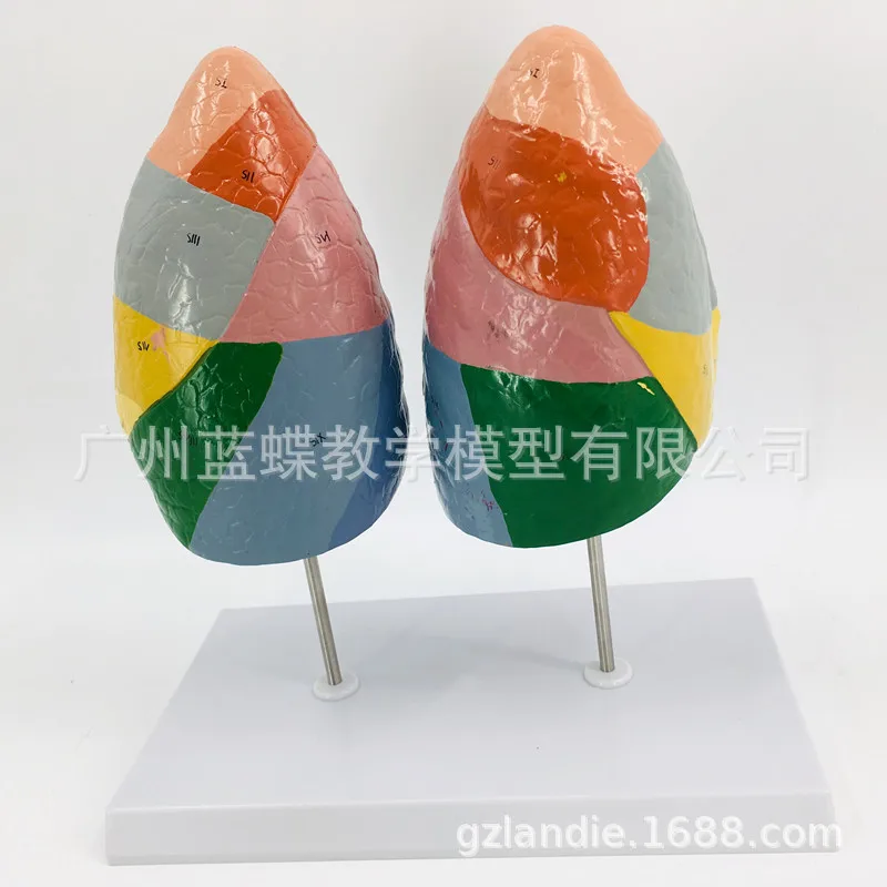 1:1 Размер жизни человека легких медицинская анатомическая модель дыхательная