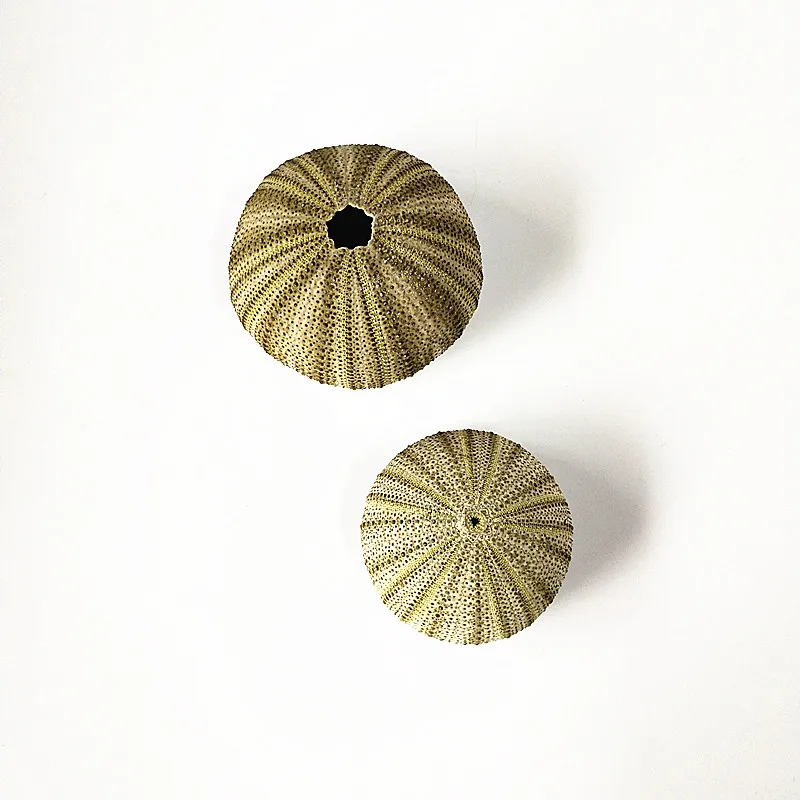 10 шт./лот натуральная маленькая зеленая морская урчина раковина морской океан