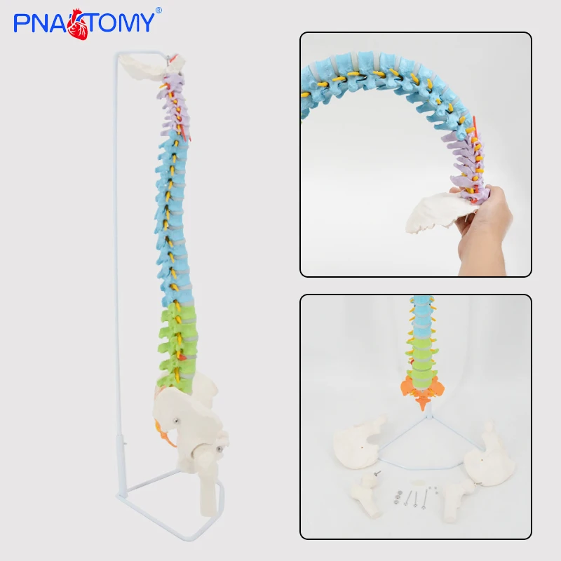 Flexible Colored Human Spine Model Manikin Medical Science Human Life Size Medical School Educational Models Anatomy Body Parts