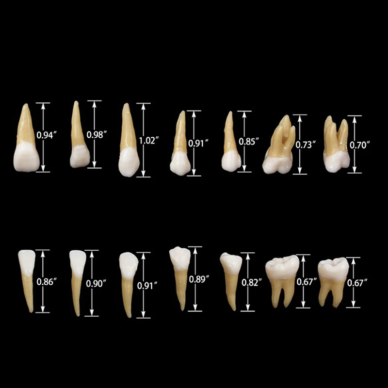 

Adult Teeth Model 28pcs 1:1 Permanent Teeth Dental Model Resin School Teaching storage box