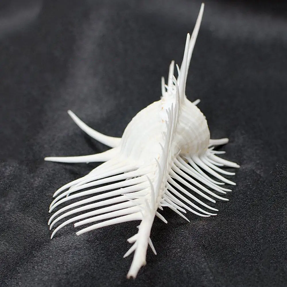 7-12 см Морская раковина Индийского океана натуральная мурекс Пектен коралл