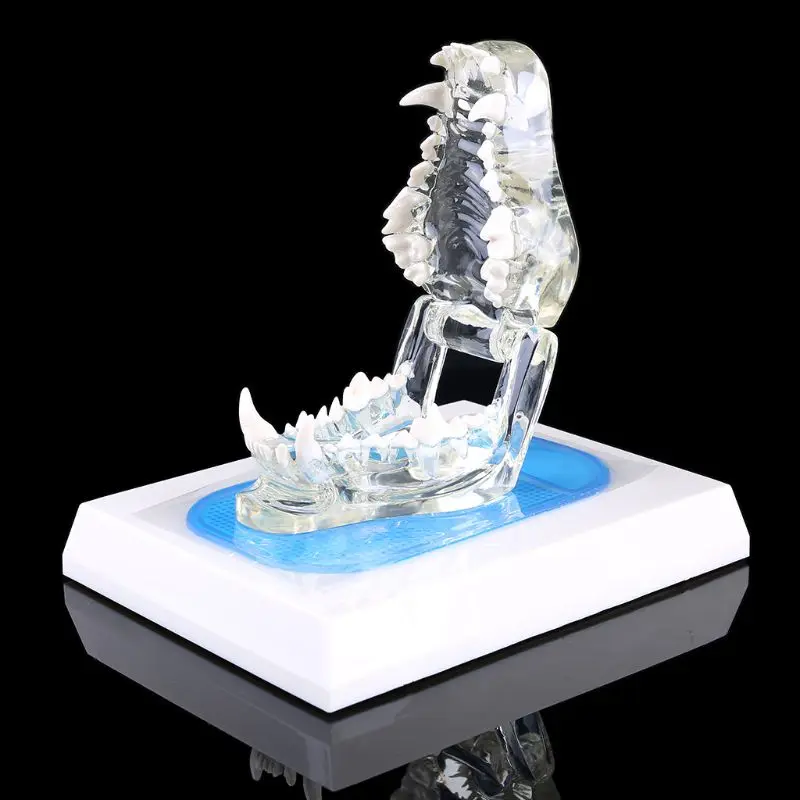 Прозрачная модель челюсти для собак анатомическая обучающая демонстрация Клыка