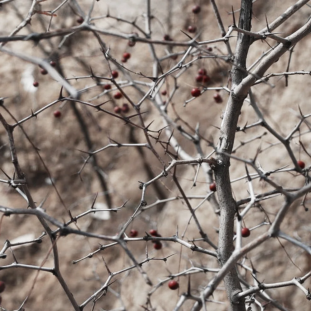 

3pcs/lot Free Bearing Strongly Adhesive Wood Hook Behind The Door Hook Wall Sticking Hook Hanging Hook Nail Free Shipping