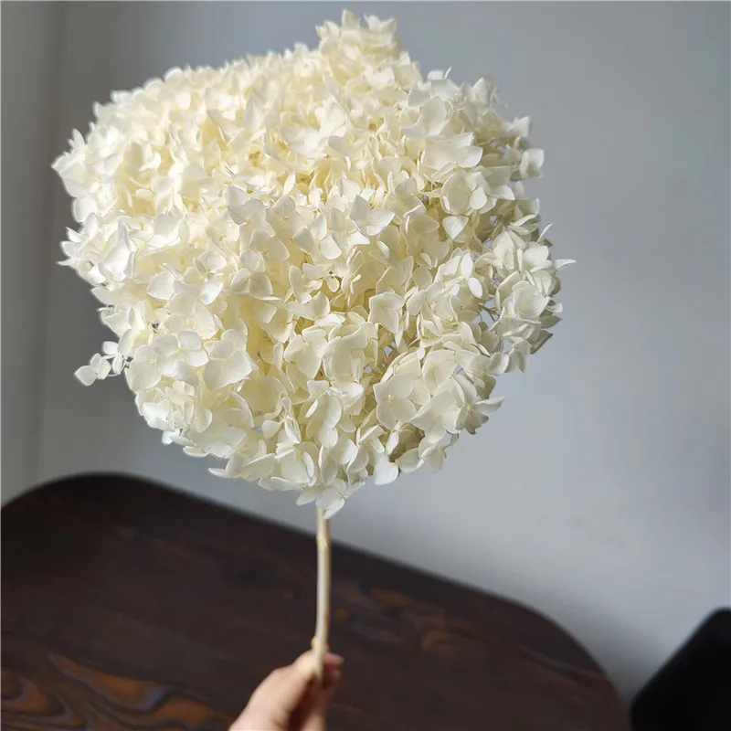 

18-20cm Head,Natural Preserved Anna Hydrangea With Stem,Eternal Display Flower Bunch For Wedding Home Decoration Accessories