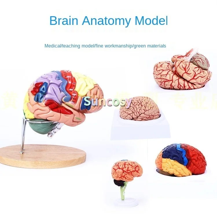 4D медицинская модель реквизита бесплатная доставка разобранная анатомическая
