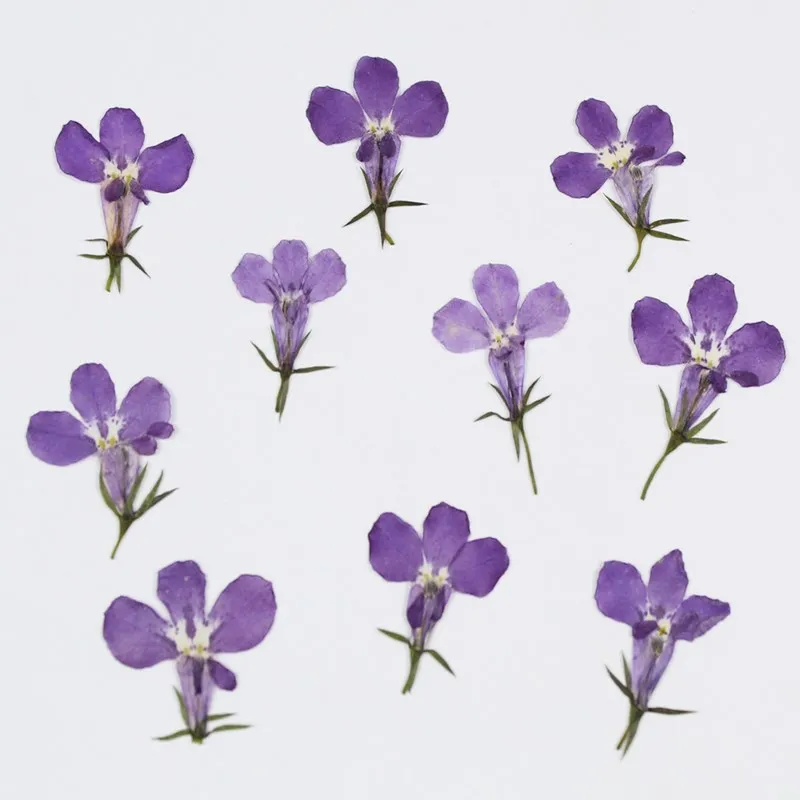 

12pcs Natural Pressed Lobelia Flowers Dried Real Plant for DIY Resin Jewellery Handicraft Bracelet Beauty Nail Art Wall Crafts