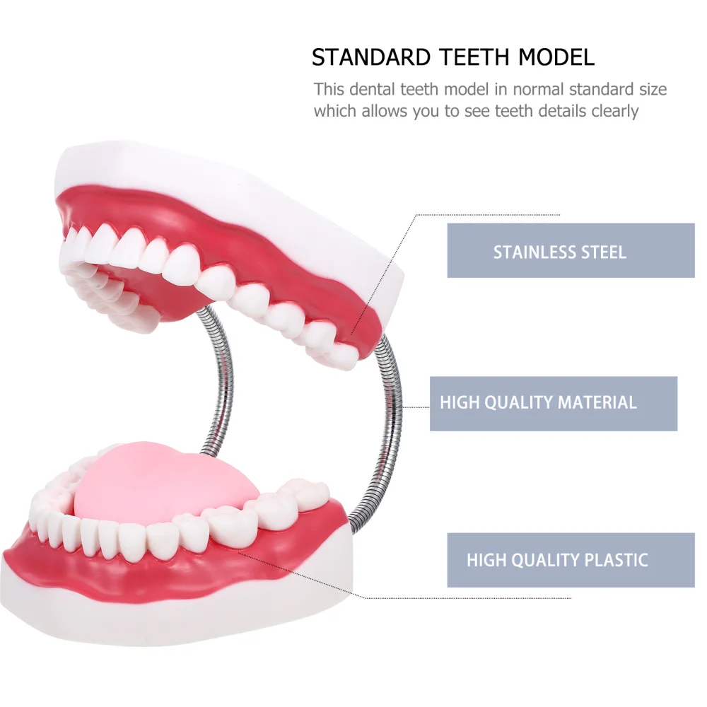 

1 Set Child Teeth Model Teaching Study Demonstration Oral Education Tooth Model