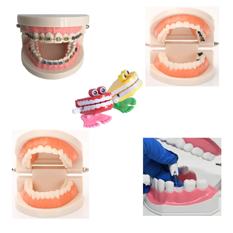 

Dental Teach Children's Early Education Brushing Mold Standard Large Toddler Kids Oral Teaching Tooth Model With Toothbrush