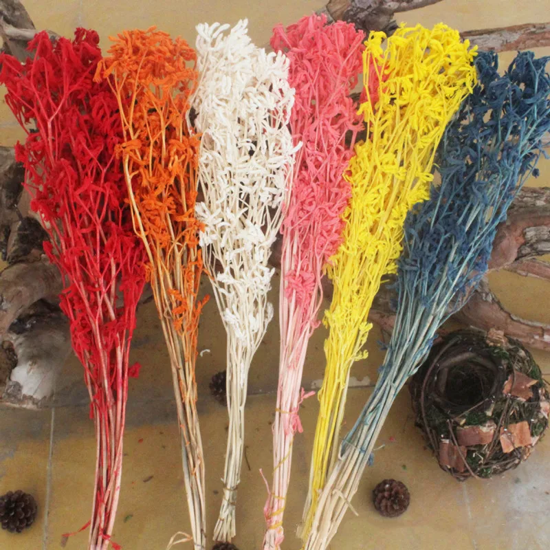 

Natural Plant Dried Flowers Home Decor Kangaroo Paw Art Soft Accessories Valentine's Day Gift DIY Wedding Party Decoration