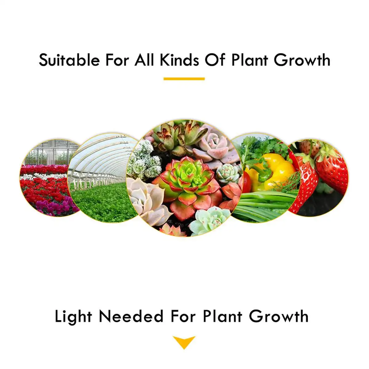 

100W LED Grow Light E27 Fitolampy Full Spectrum Phyto Lamp With Clip For Plant Seedlings Flower Flower Seedling Fitolamp