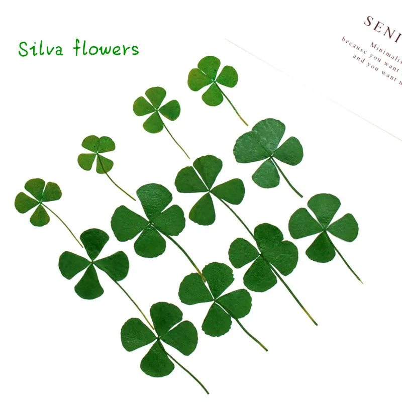 Четыре листа Счастливый клевер натуральный цветок растение - Цена: 359.43