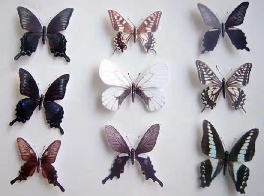 

Butterfly Specimens (14 Stypes) Paper Model