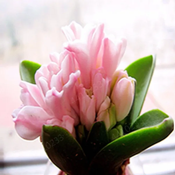 200 шт. искусственный гиацинт|Цветочные горшки и кадки| |