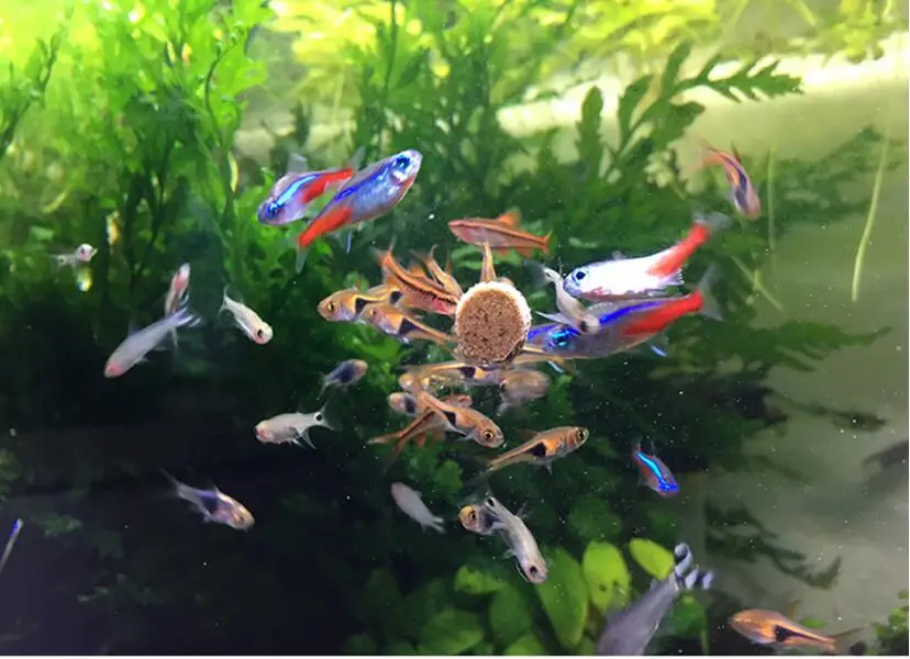 Пищевая таблетка для рыб Спирулина хлопья здоровое питание океана пищевое