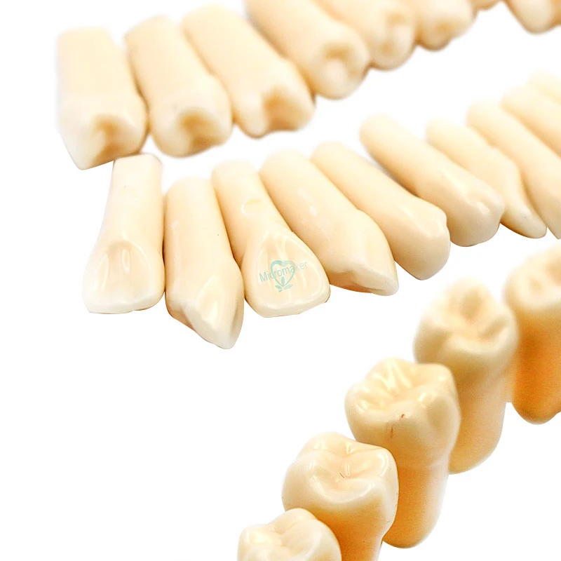 28 шт. моделирование зуба зубочистка модель для стоматолога обучение высокое