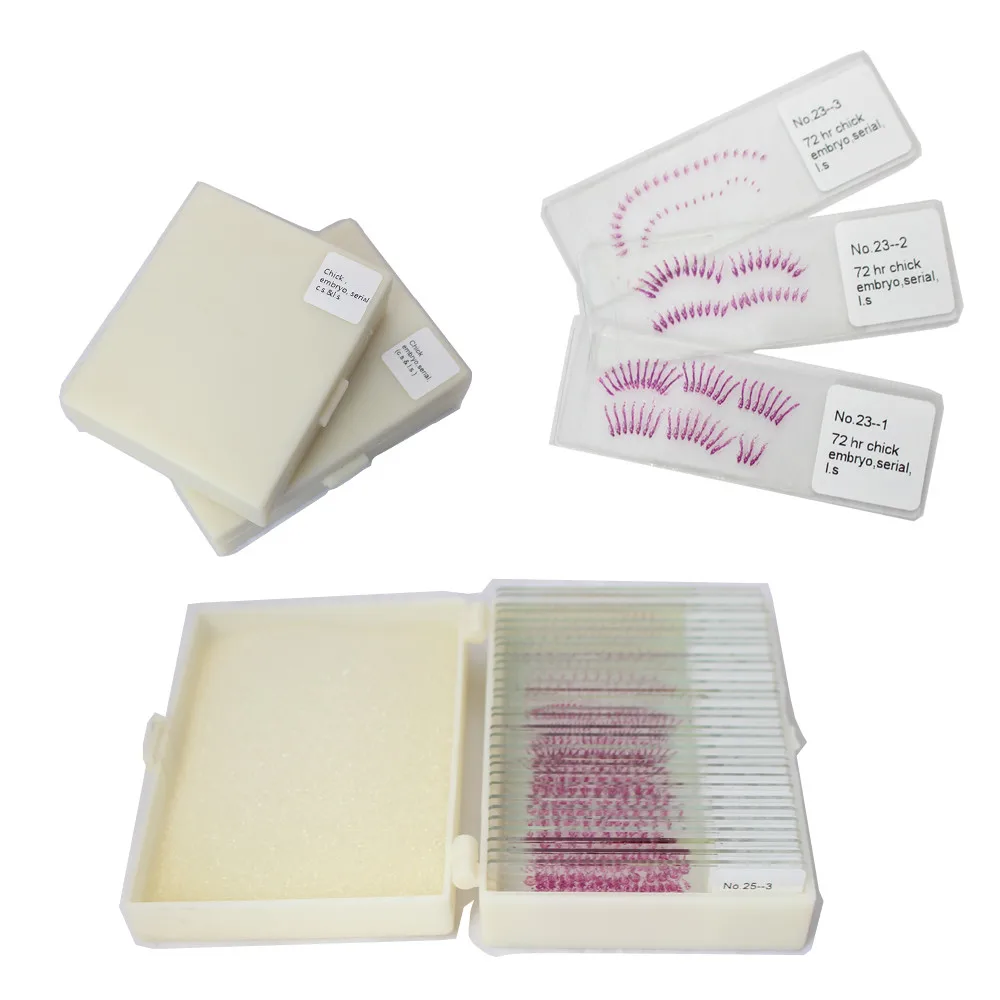 Преподавание лезвия курицы лягушки микроскоп приготовленные слайды образцы